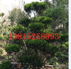 打造蘇州詩意棲居 別墅景觀設(shè)計與庭院綠化施工一站式解決方案